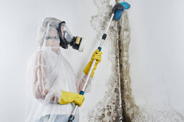 Best Emergency Mold Removal  in Coord, NC