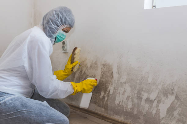 Best Certified Mold Removal  in Coord, NC