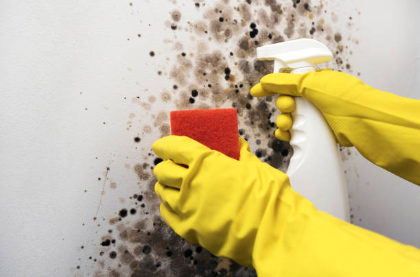 Best Commercial Mold Removal  in Coord, NC
