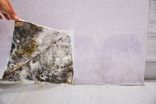  Coord, NC Mold Removal Pros